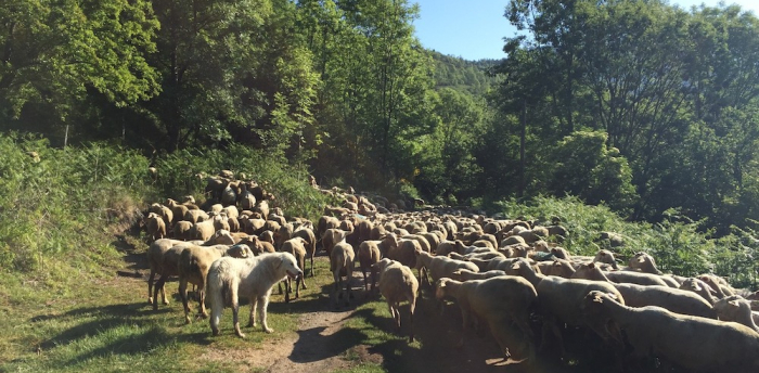 Retraite Frankrijk kudde schapen natuur